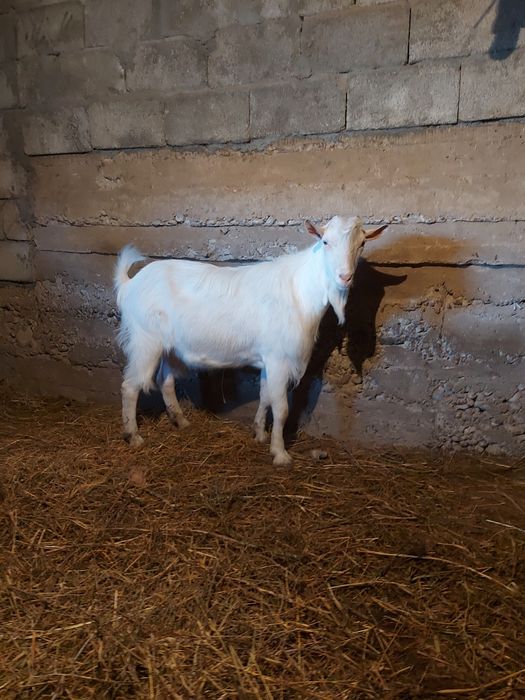 Козел,козы,козлики