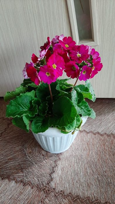 Цветы домашние комнатные