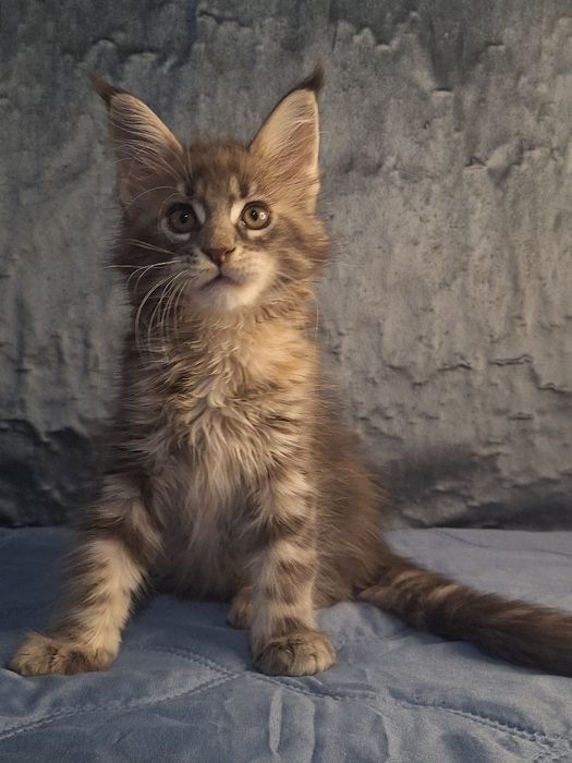 Котята мейн-кун из питомника _рассрочка!