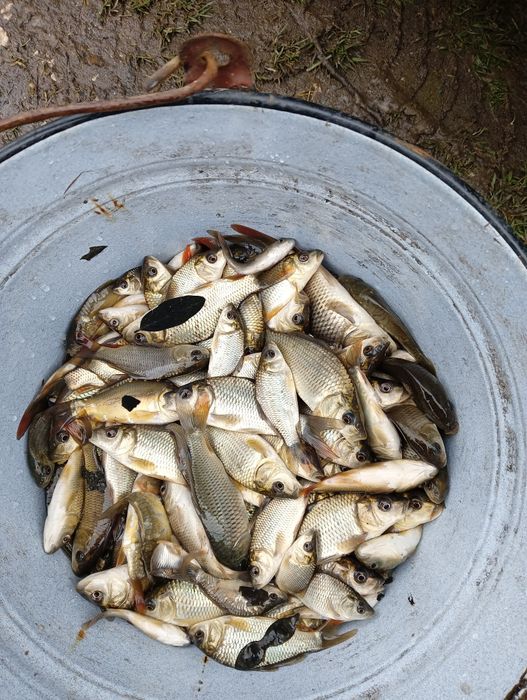 Crap Salbatic vara a 1 a 2025