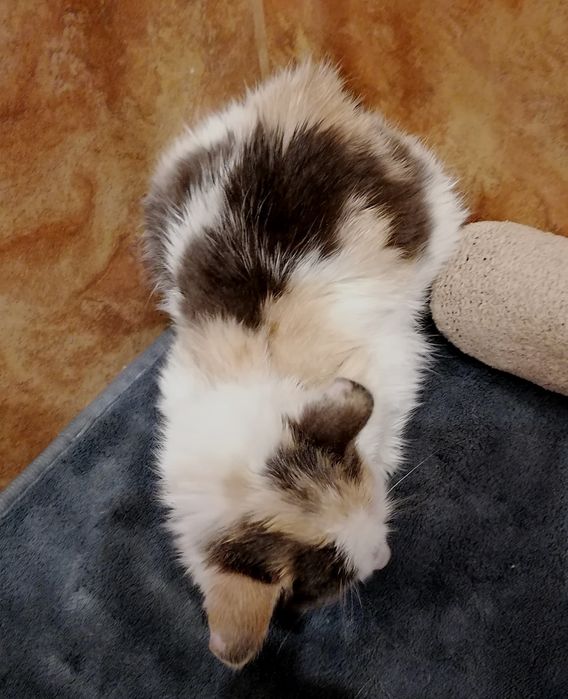 Подарявам котенце от 3 месеца