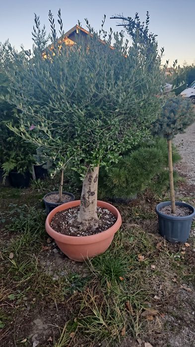 Artar japonez photinia maslin