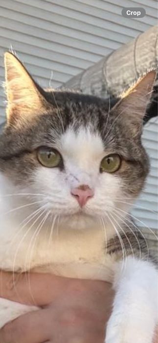 Котик Феликс ищет семью