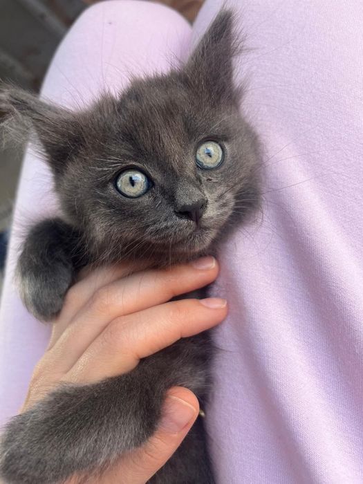 Отдам котят 3 месяца