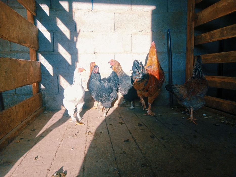 тауық сатылады.                      .