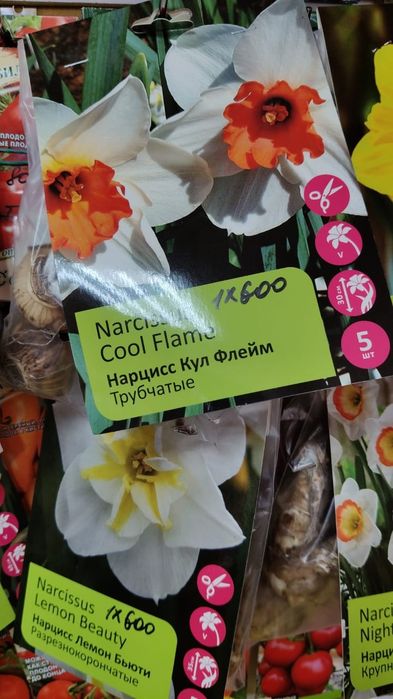 Тюльпаны и нарциссы