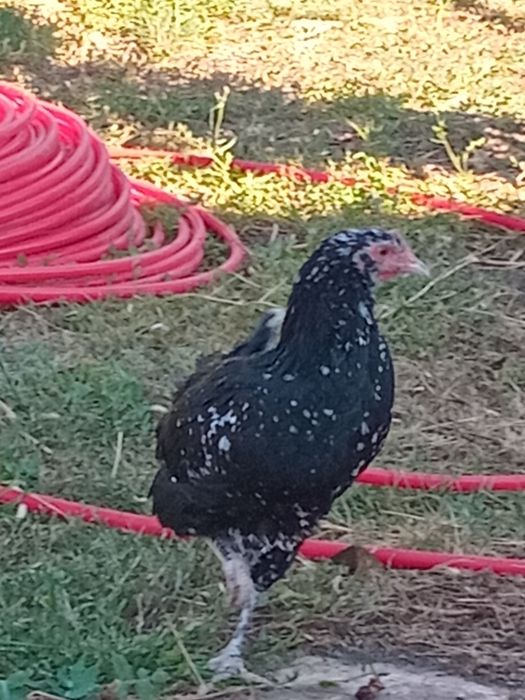 Үйдің тауықтары сатам
