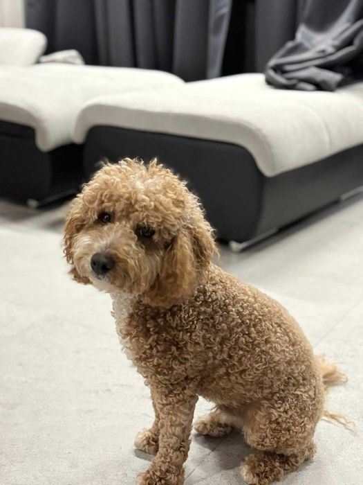 Продавам Мини пудел