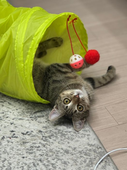 Отдам в добрые руки кота