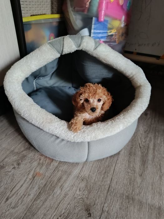 Карликовый пудель щеночки.