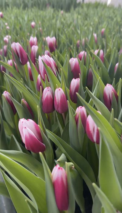 Голландские тюльпаны