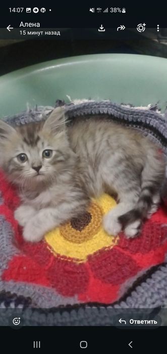 Срочно ищем добрые руки котёнку