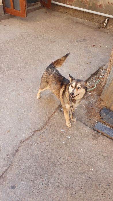 Хаски 5 ойлик киз бола