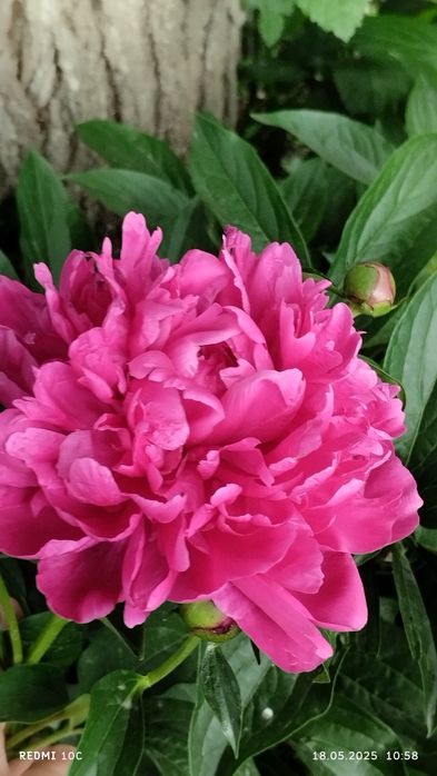 Корни пиона розового