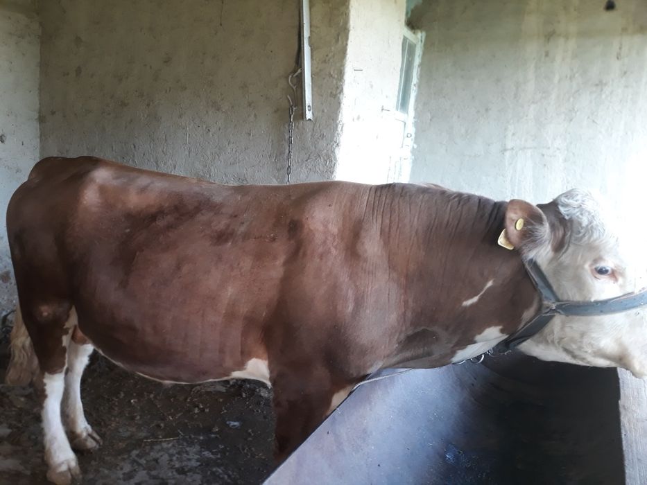 Gallan hòkizlar sotiladi