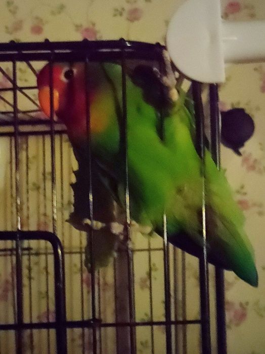 неразлучник попугай