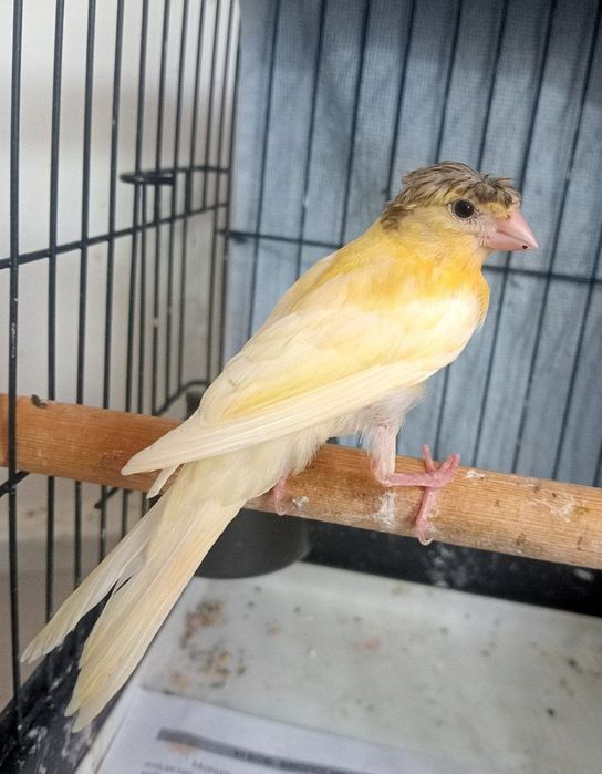 Kanareka chubli qora bosh maladoy nar sotiladi