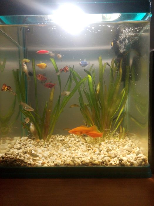 Аквариум 20л балығымен грунт шөптерімен филтр мен сатылады