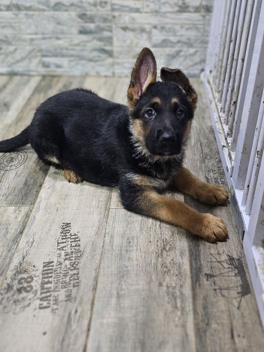 Немецкая овчарка  щенки.