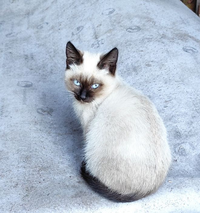Котенок мальчик в добрые руки