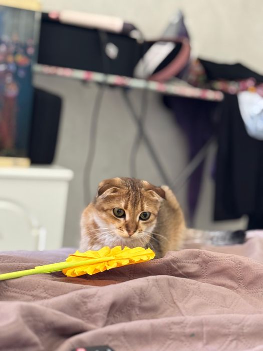 Мысық Скотиш Фолд кошка сатылады
