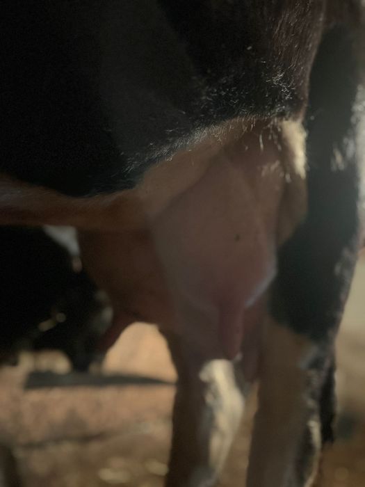 Корова с теленком