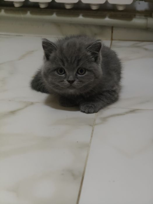 Британский голубой плюша