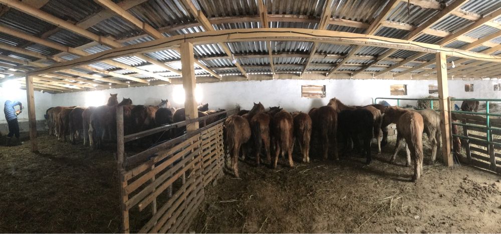 Жабагылар сатылады 200.000