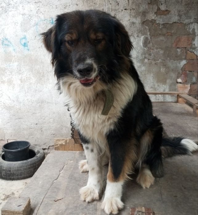 Супер охраник кобель