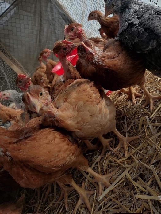 Ferma de Păsări Cudalbi