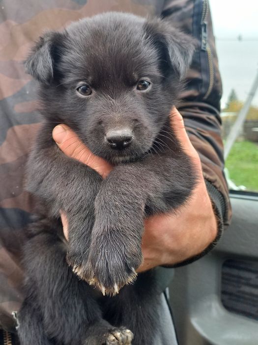 Отдам щенят в заботливые руки