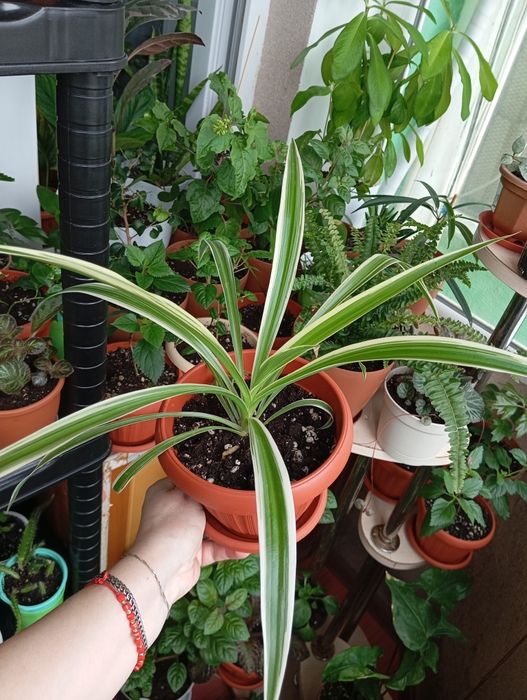 Цветы комнатные растения