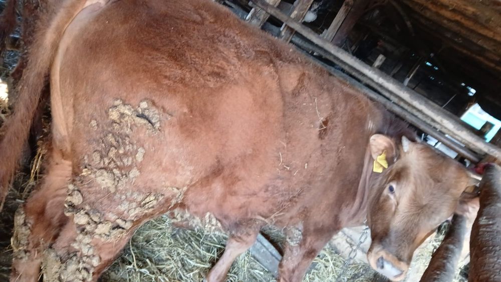 1 бычок 2 телка продам