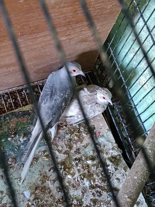 Vîndsau schimb turturele diamant și rizitoare