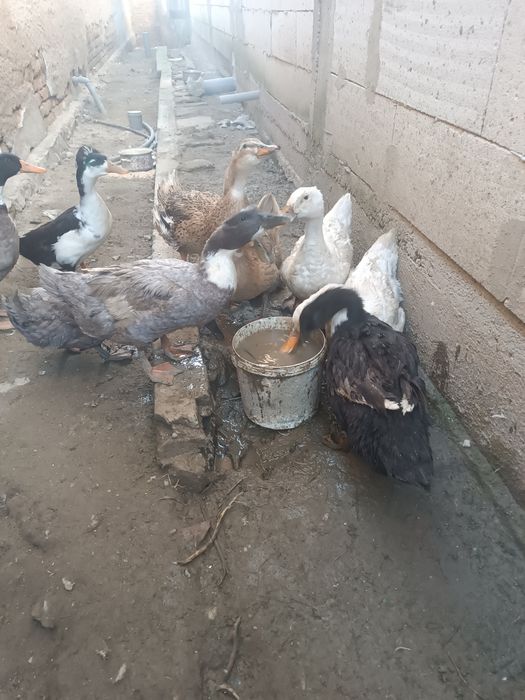 Vând 7 rațe și doi rățoi