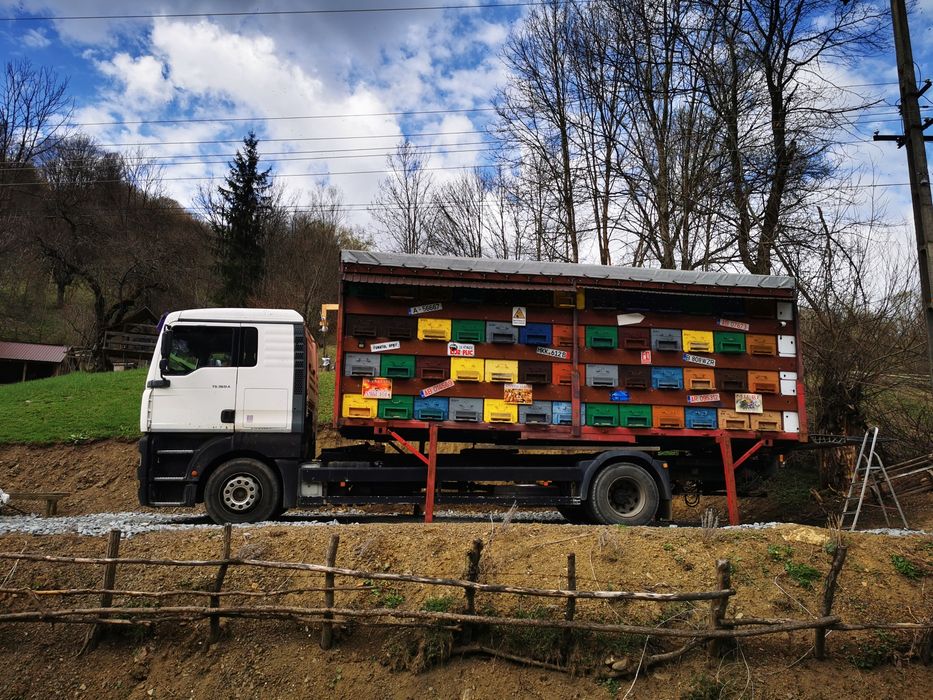 Vând MAN TGA apicol omologat BDF