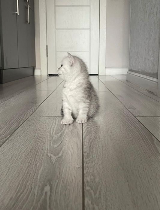 Шотландские котята вискасы