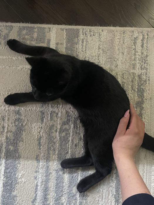 Котенок 6 месячный