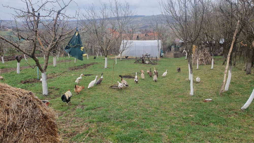 Rațe indiene de vânzare