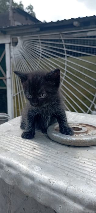 Отдам котят в хорошие руки