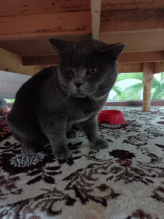 Toza qon Britan 1 yosh o'g'il