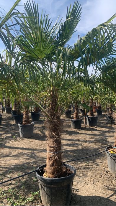 Palmier Tracycarpus Fortunei