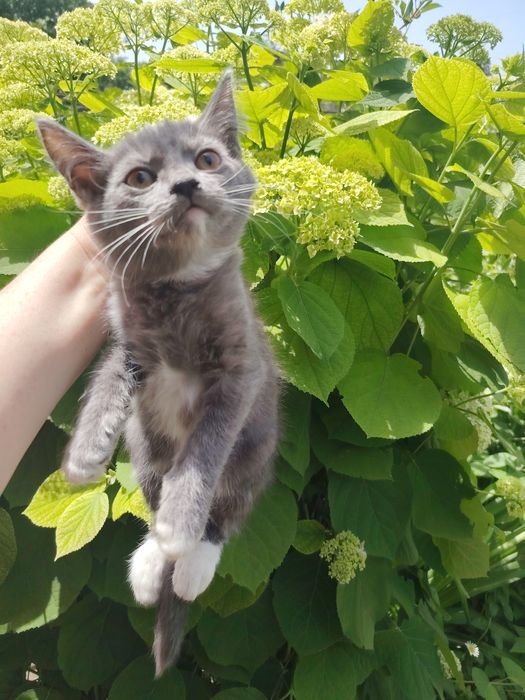 Отдам котят срочно очень красивые