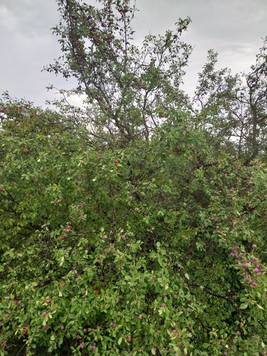 Prune neculese 0,45 ron/ kg