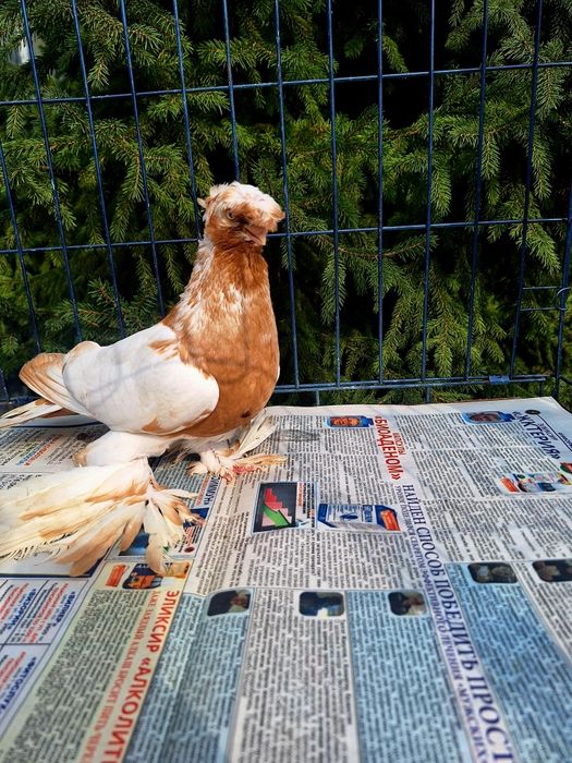 Продам самца 2025 по наватам