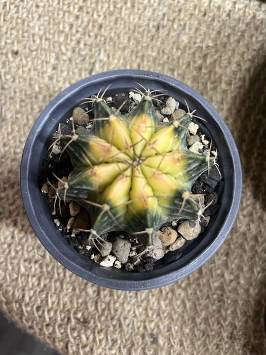 Кактус Гимнокалициум