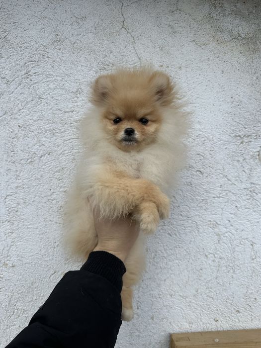Pomeranian/Померан