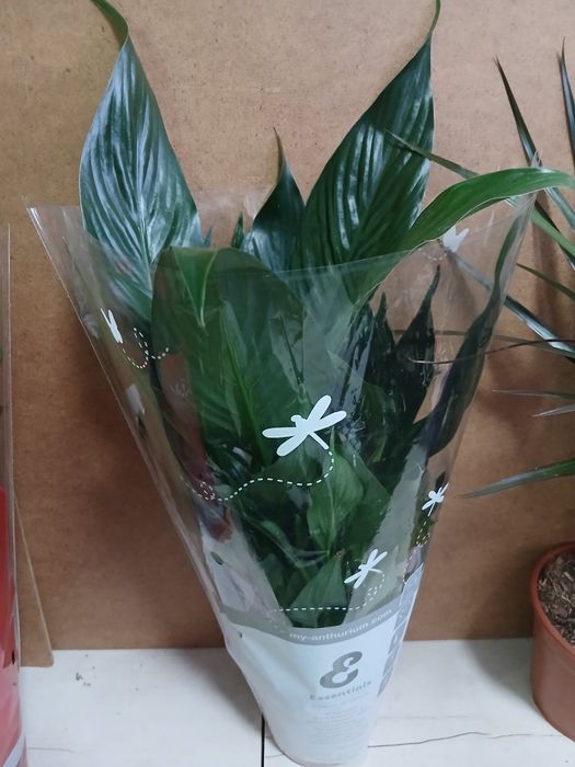 Спатифилум блэк женское счастье