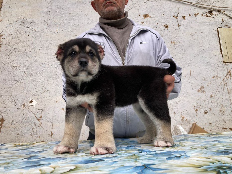 Щенок Алабая ( супер скидка )