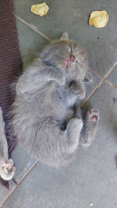 Котёнок в добрые руки